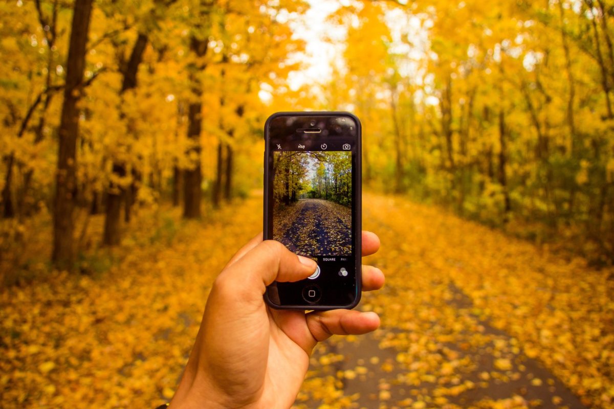 hand holding an iphone up to a forest in autumn, taking a picture